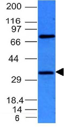 BCL10 Antibody