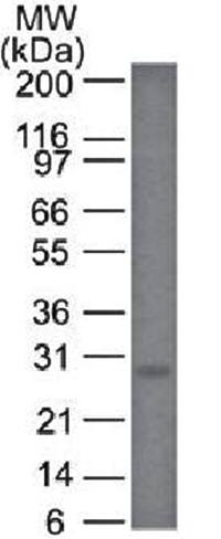 BCL2 Antibody