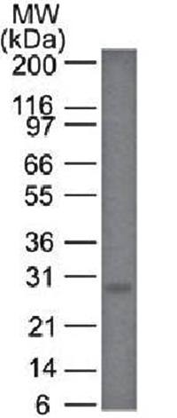 BCL2 Antibody