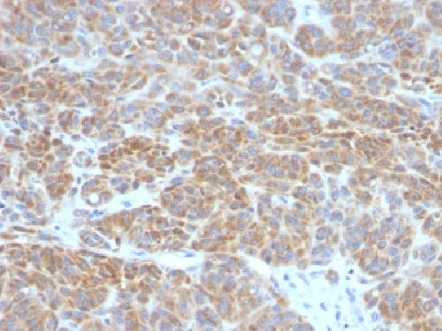 BCL2 Antibody