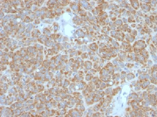 BCL2 Antibody