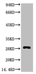 BCL2 Antibody
