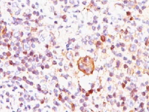 BCL2L1 Antibody