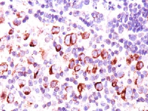 BCL2L1 Antibody
