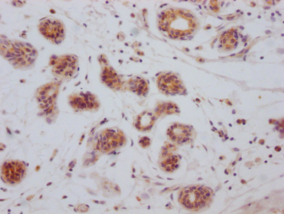 BCL2L1 Antibody