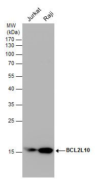 BCL2L10 Rabbit Polyclonal Antibody