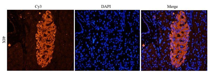 Beclin 1 Rabbit Polyclonal Antibody
