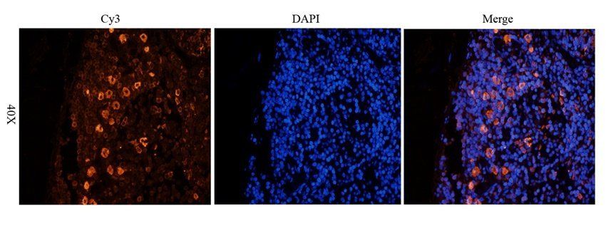 Beclin 1 Rabbit Polyclonal Antibody