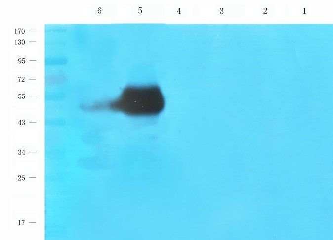 Beclin 1 Rabbit Polyclonal Antibody