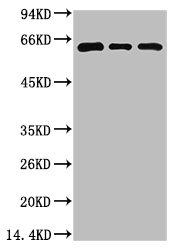 BECN1 Antibody