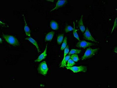 BECN1 Antibody