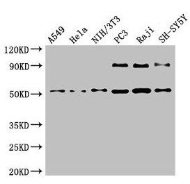 BECN1 Antibody