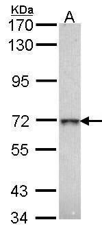 beta-Gal Rabbit Polyclonal Antibody