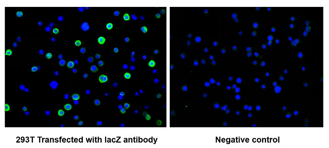 lacZ Antibody