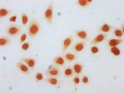 HIST1H3A Antibody