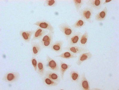 HIST1H3A Antibody