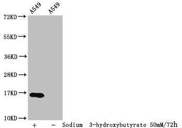 HIST1H3A Antibody