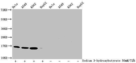 HIST1H3A Antibody