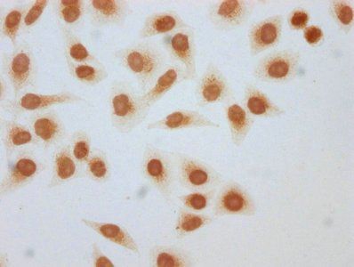 HIST1H3A Antibody