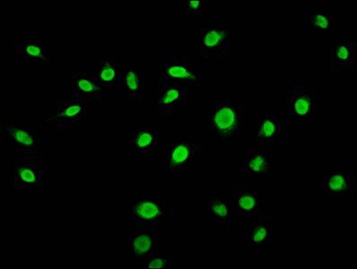 HIST1H3A Antibody