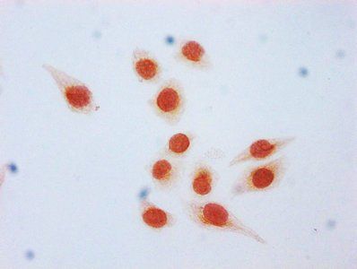 HIST1H3A Antibody