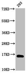 HIST1H3A Antibody