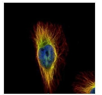beta Tubulin Rabbit Polyclonal Antibody