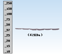 beta Actin Rabbit Polyclonal Antibody