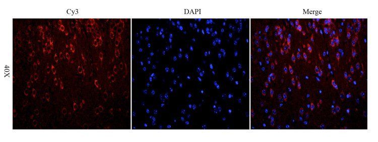 beta Actin Rabbit Polyclonal Antibody