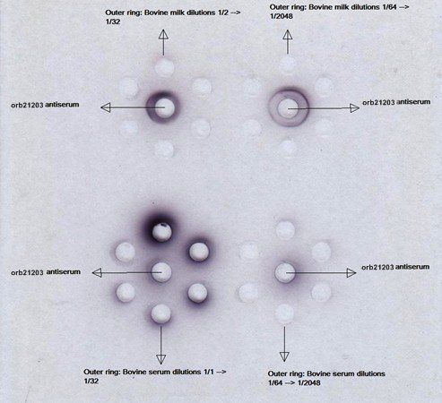 Rabbit anti Bovine beta lactoglobulin Antibody