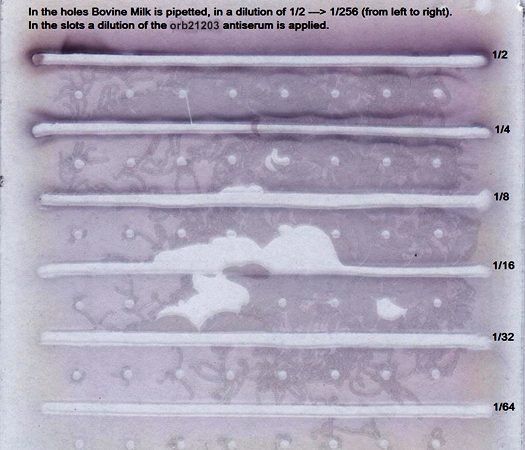 Rabbit anti Bovine beta lactoglobulin Antibody