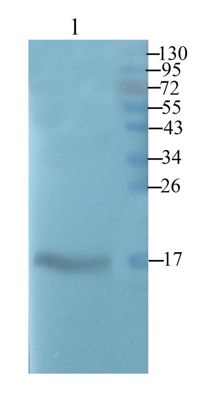 beta Lactoglobulin Rabbit Polyclonal Antibody