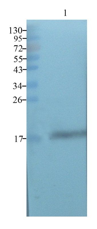 beta Lactoglobulin Rabbit Polyclonal Antibody