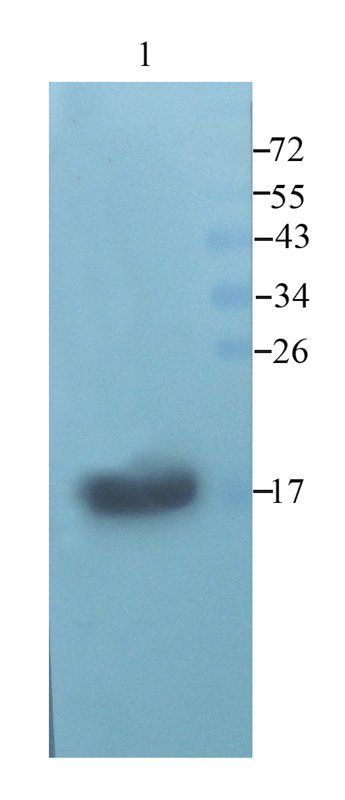 beta Lactoglobulin Rabbit Polyclonal Antibody