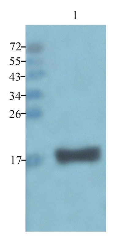 beta Lactoglobulin Rabbit Polyclonal Antibody