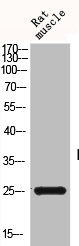 BID Antibody