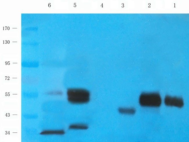 BMR1A Rabbit Polyclonal Antibody