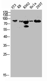 BRAF Antibody