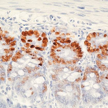 Mouse BrdU (bromodeoxyuridine) Antibody