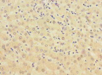 BTN1A1 Antibody