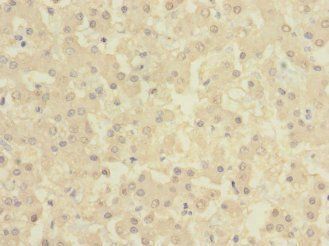 BTN1A1 Antibody