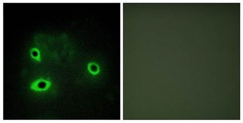 COX42 Antibody