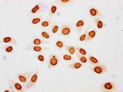 HIST1H3A Antibody