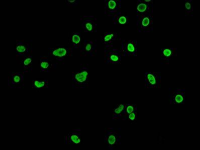 HIST1H3A Antibody