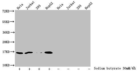 HIST1H3A Antibody