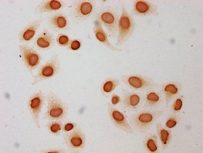 HIST1H3A Antibody