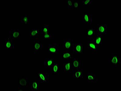 HIST1H3A Antibody