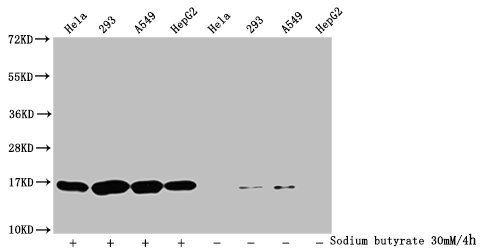 HIST1H3A Antibody