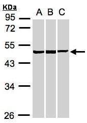 BZW2 Rabbit Polyclonal Antibody