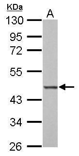 BZW2 Rabbit Polyclonal Antibody